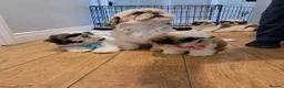 Shih Tzu dogs for sale: Adorable family raised Shih Tzu puppies for sale - Advert 11