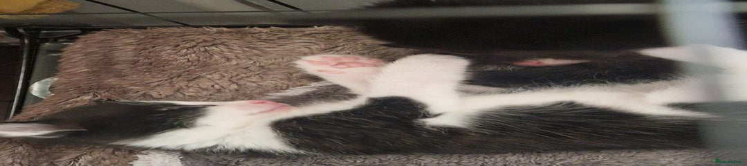 Mixed Breed Kitten 3