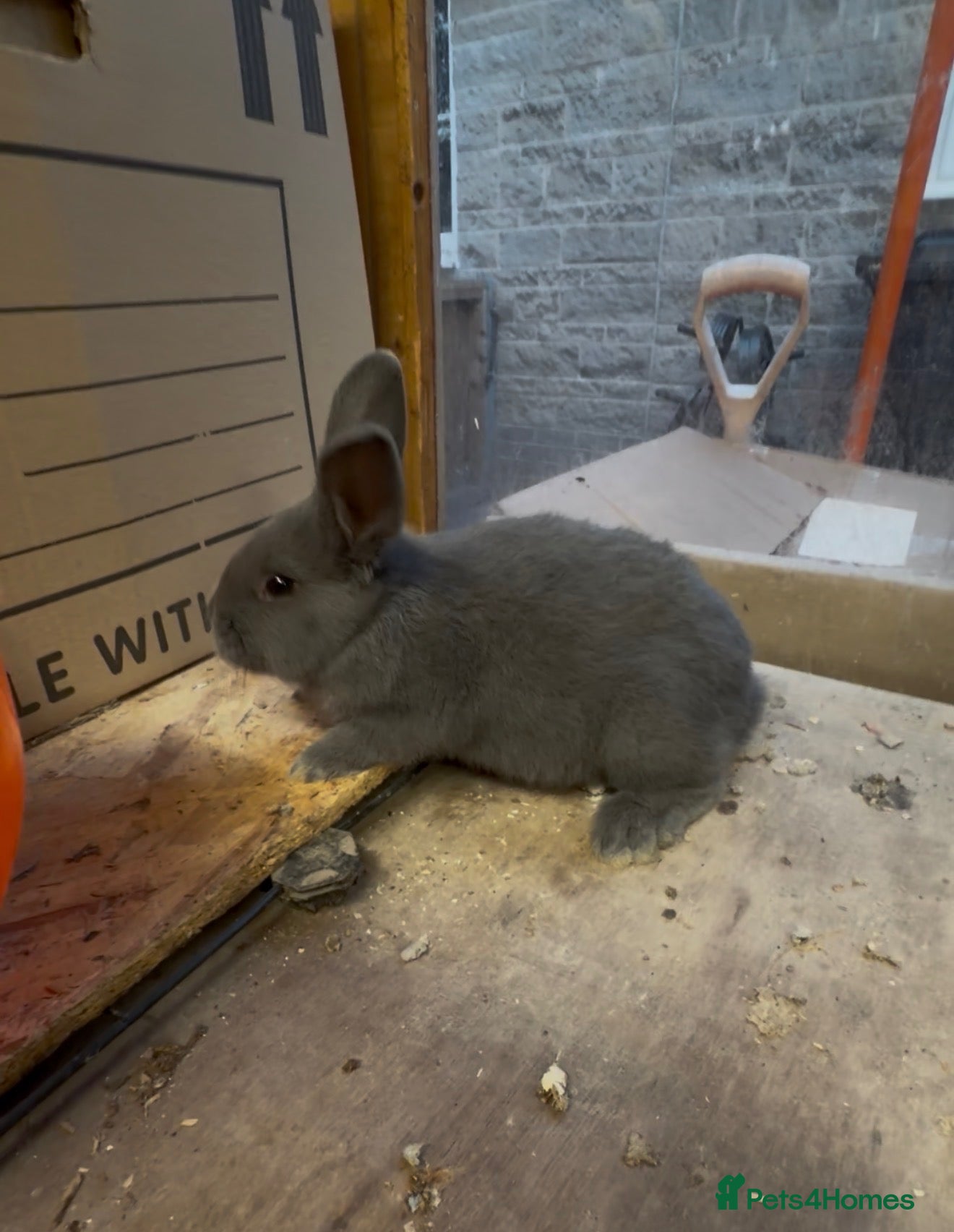 Mixed Breed rabbits Rare Breed. Velvet Blue Holicer 7 weeks old - Advert 1
