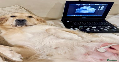 Golden Retriever dogs - Advert 7