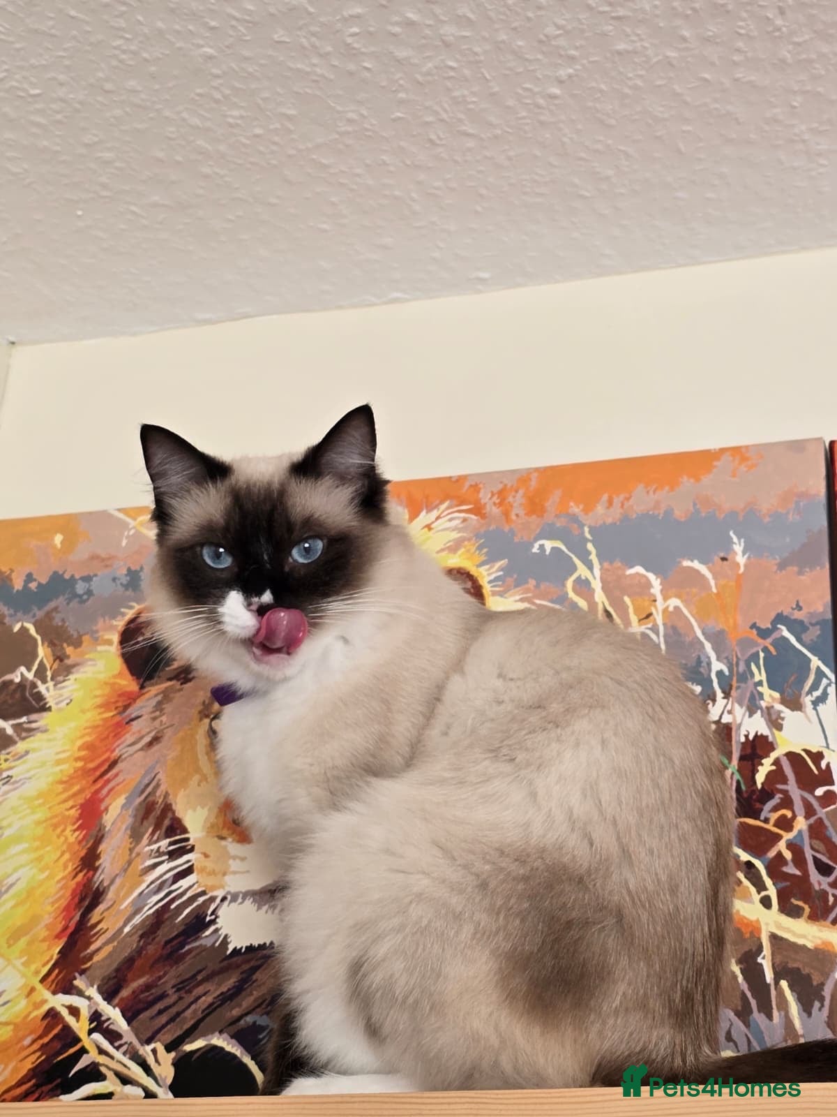 Ragdoll cats for sale: Tickysmagicalworld - Advert 5