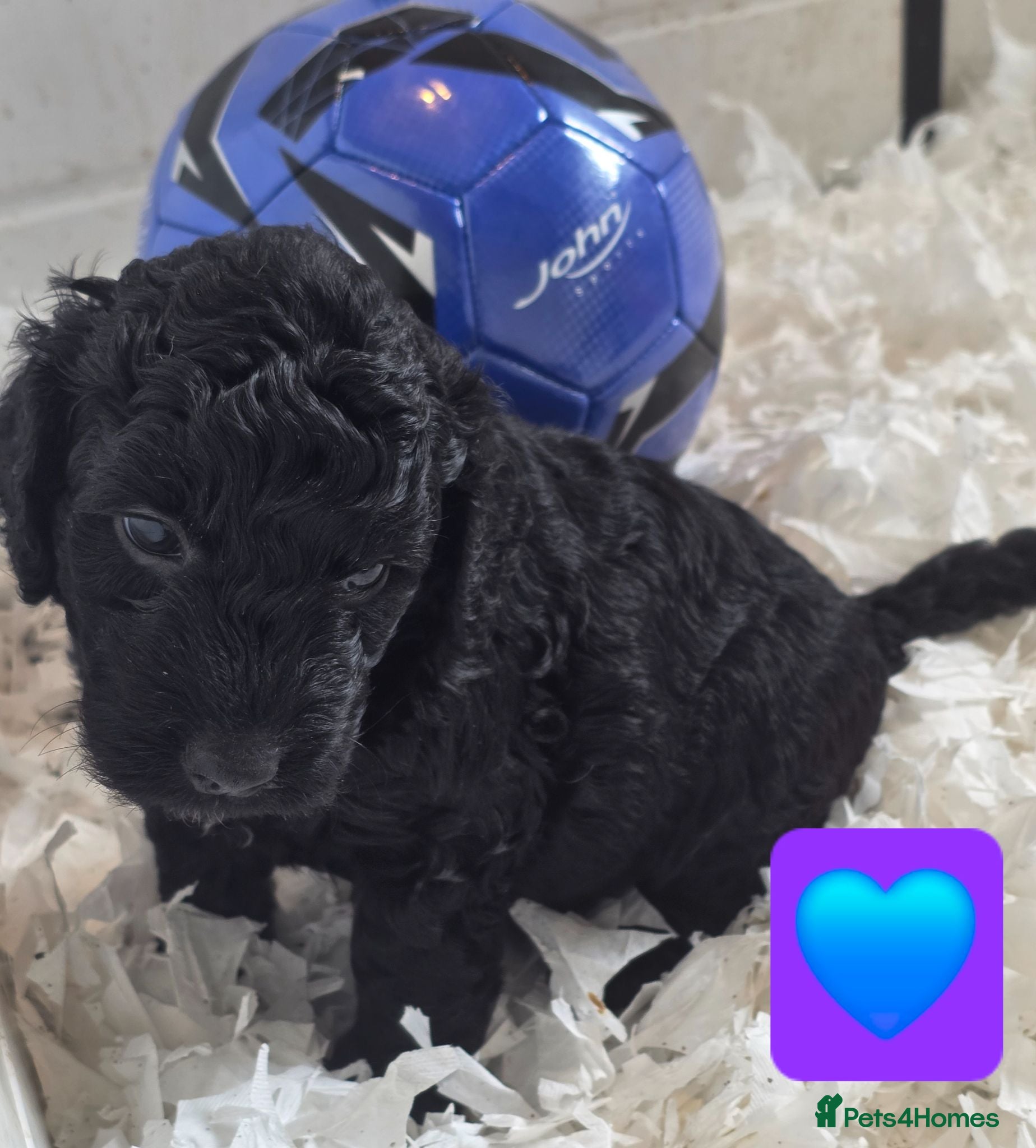 Cockapoo dogs Health Tested F1b Cockapoo Puppies - Advert 2