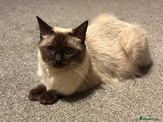 Ragdoll cats Ragdolls kittens- - Advert 1