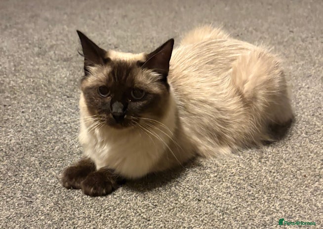 Ragdoll cats Ragdolls kittens- - Advert 1