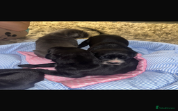 Cane Corso dogs for sale: 2 big cane Corso girls left ! Ready to go now  - Advert 10