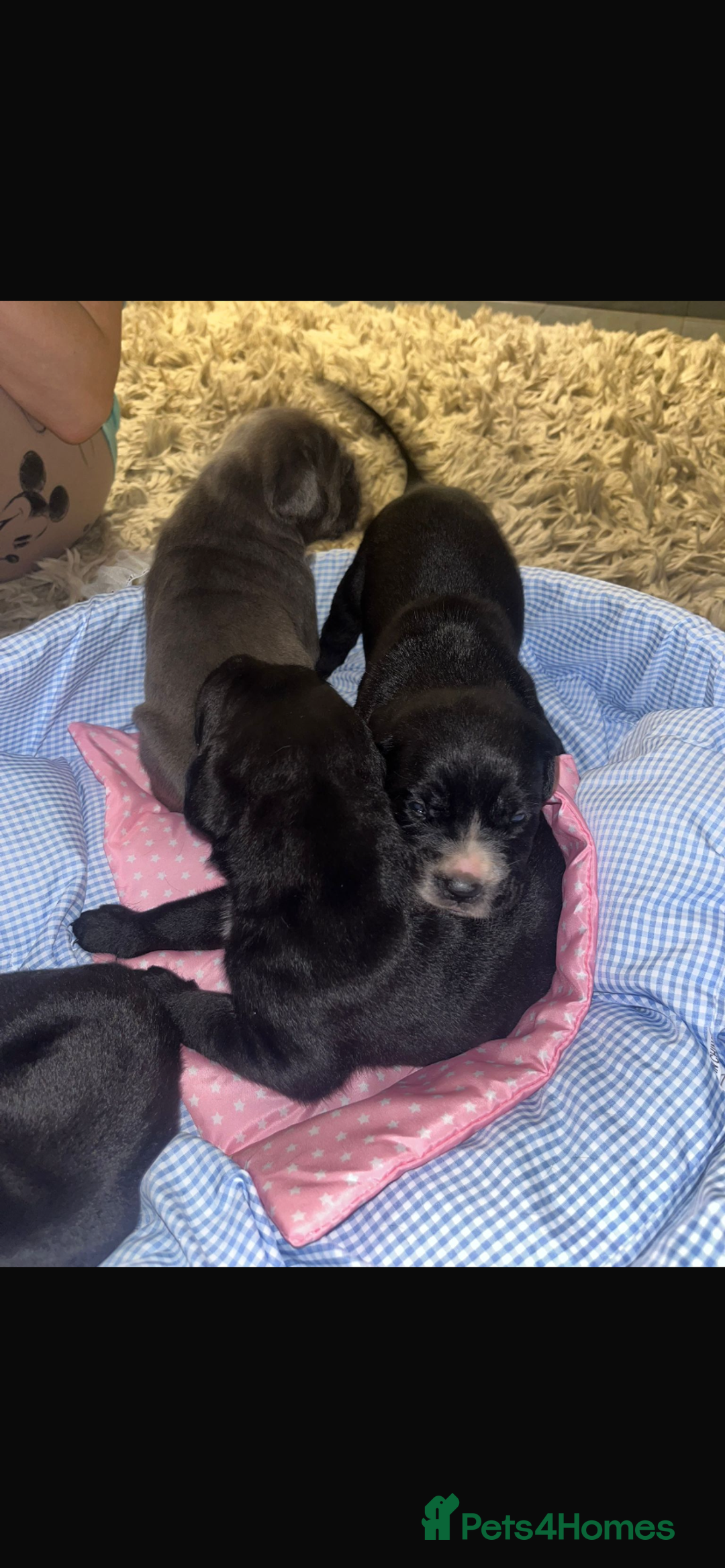 Cane Corso dogs for sale: 2 big cane Corso girls left ! Ready to go now  - Advert 10