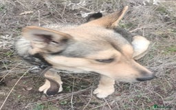 Mixed Breed dogs for adoption: 🐺 WOLFIE – A Brave Soul Ready for a New Life 🖤 - Advert 27