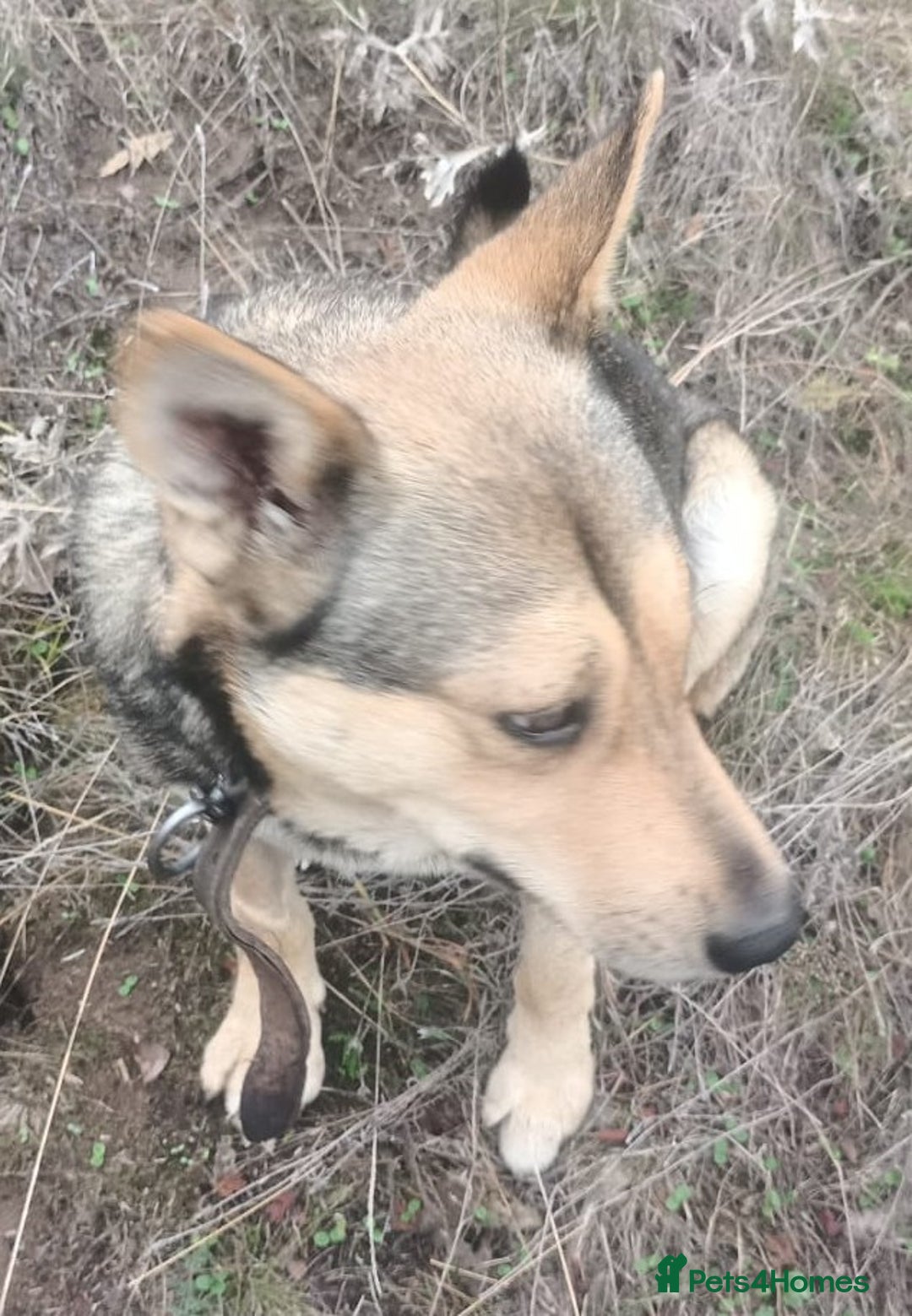 Mixed Breed dogs for adoption: 🐺 WOLFIE – A Brave Soul Ready for a New Life 🖤 - Advert 27