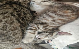 Mixed Breed cats for sale: Bengal cross kittens. 4 left!!! - Image 20