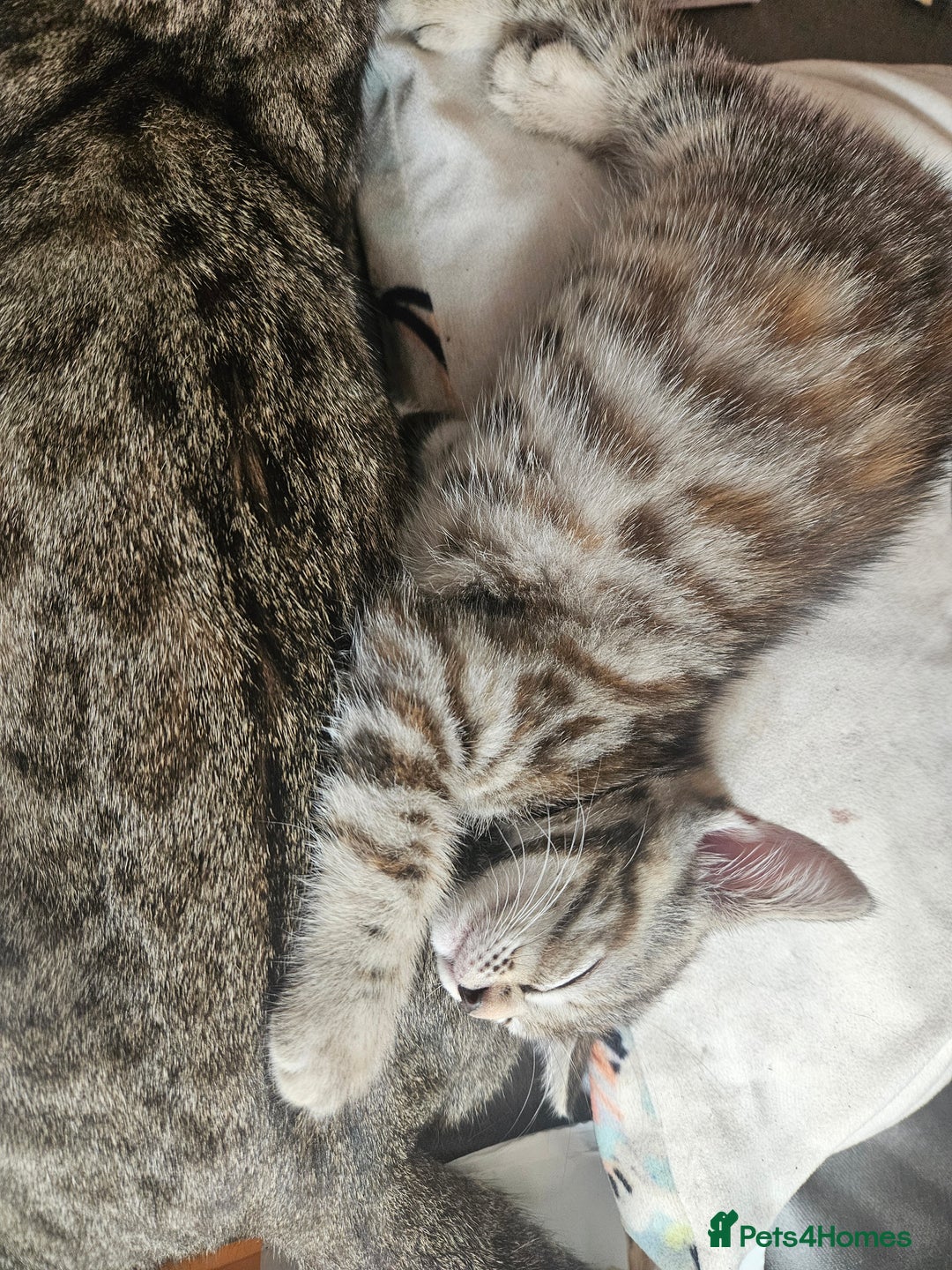 Mixed Breed cats for sale: Bengal cross kittens. 4 left!!! - Image 20