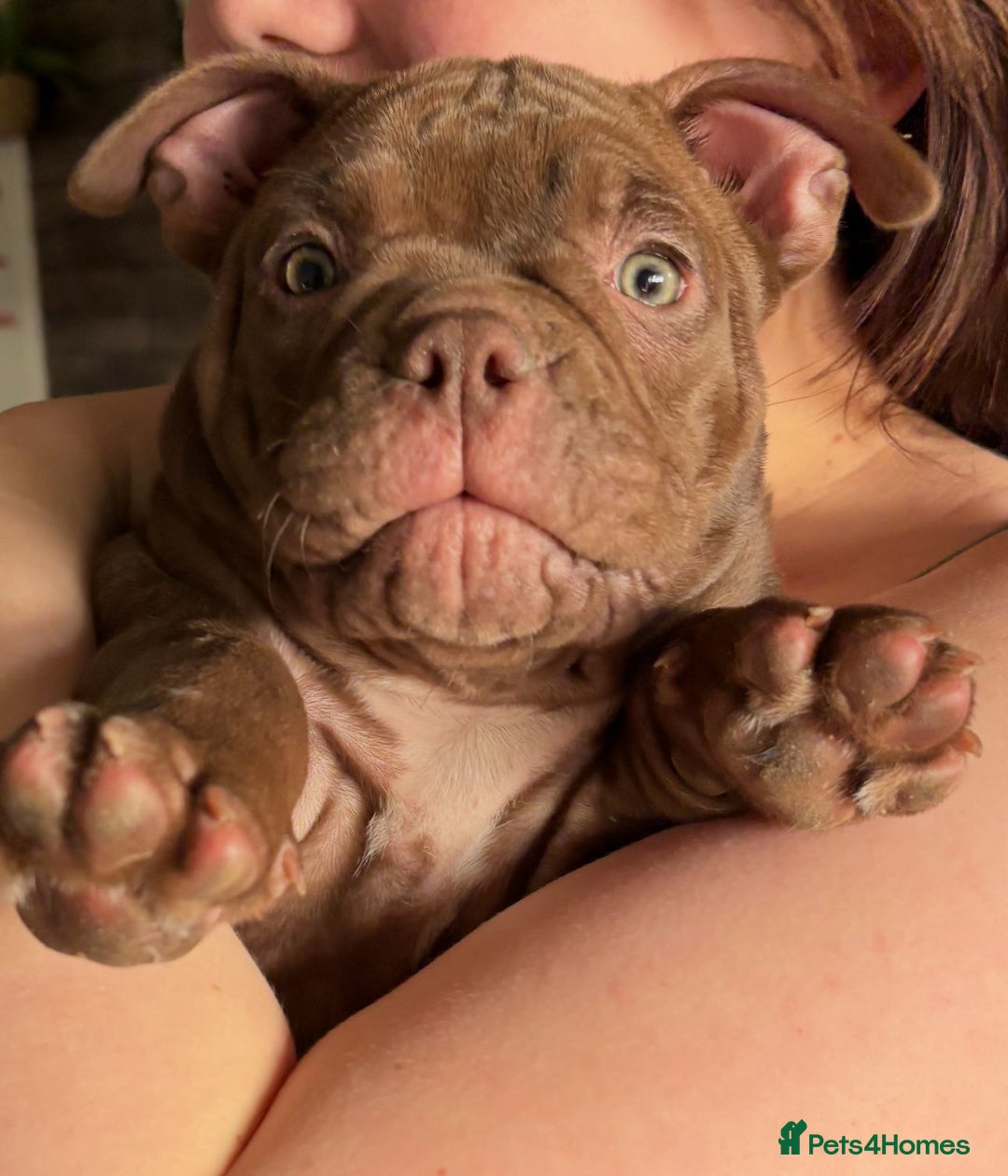 American Bully dogs for sale: American Micro Bully. Ready to go.  - Image 15
