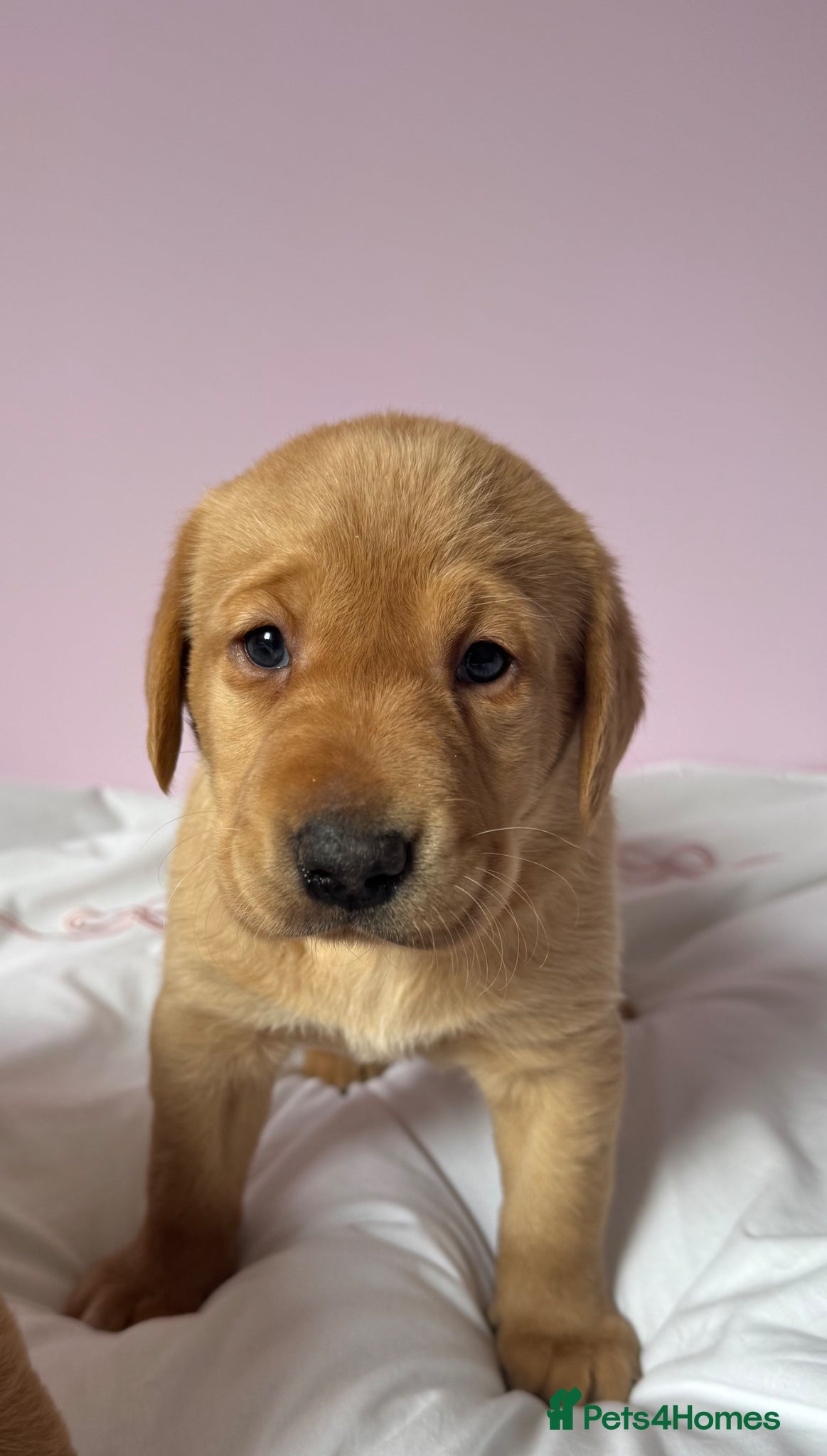 Labrador Retriever dogs for sale: Labrador pups fox red and black  - Advert 11