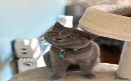 British Shorthair cats for sale: Adorable kittens - Image 13
