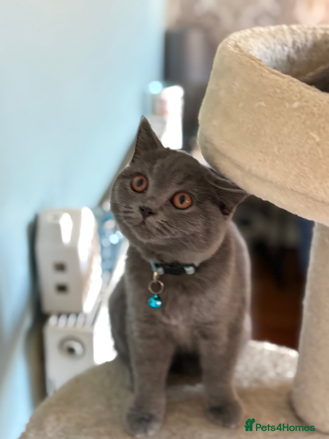 British Shorthair cats for sale: Adorable kittens - Image 13