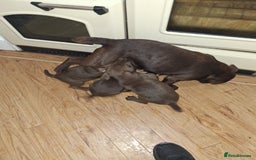 Patterdale Terrier dogs for sale: READY NOW!!..Patterdale Terrier Puppies  - Advert 1