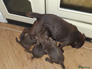 Patterdale Terrier dogs READY NOW!!..Patterdale Terrier Puppies - Advert 8