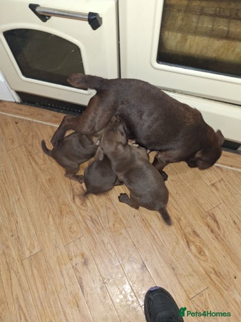 Patterdale Terrier dogs READY NOW!!..Patterdale Terrier Puppies - Advert 1