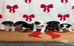 Jack Russell dogs for sale: Short legged true to type Jack Russell Puppies  - Image 1