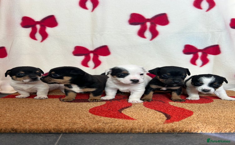Jack Russell dogs - Advert 1