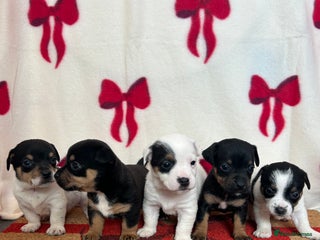 Jack Russell dogs - Advert 7