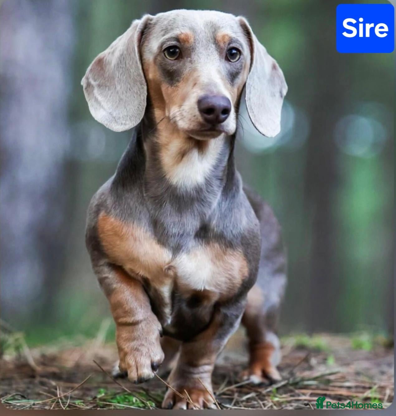 Miniature Dachshund dogs Pedigree Smooth Coat Miniature Dachshund - Advert 2