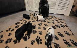 Cocker Spaniel dogs for sale: Cocker spaniel for sale - Image 2
