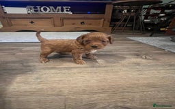 Cavapoo dogs for sale: Gorgeous Cavapoo's - Image 9