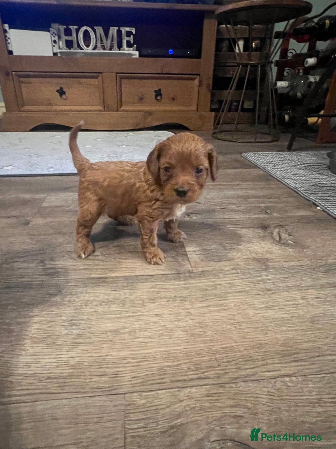 Cavapoo dogs for sale: Gorgeous Cavapoo's - Image 9