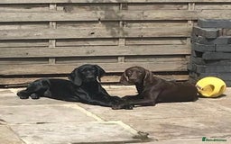 German Shorthaired Pointer dogs for sale: German Shorthaired Pointer Pair - Image 1
