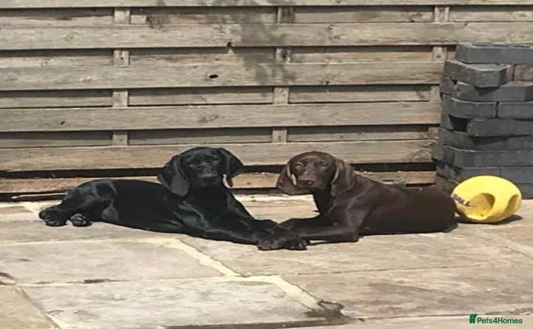 German Shorthaired Pointer dogs - Advert 1