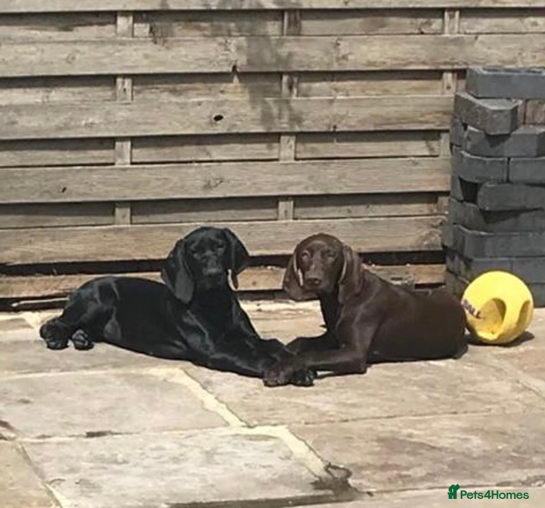 German Shorthaired Pointer dogs for sale: German Shorthaired Pointer Pair - Image 1