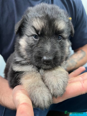 German Shepherd dogs - Advert 2