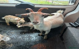 Goats livestock for sale: Family group!!!! - Image 4