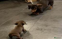 Miniature Dachshund dogs for sale: 5 kc reg PRA CLEAR MINI DACHSHUNDS - Advert 2