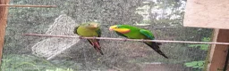 Cockatiels birds for sale: DNA breeding pairs barraband Bourke cockatiels - Advert 14