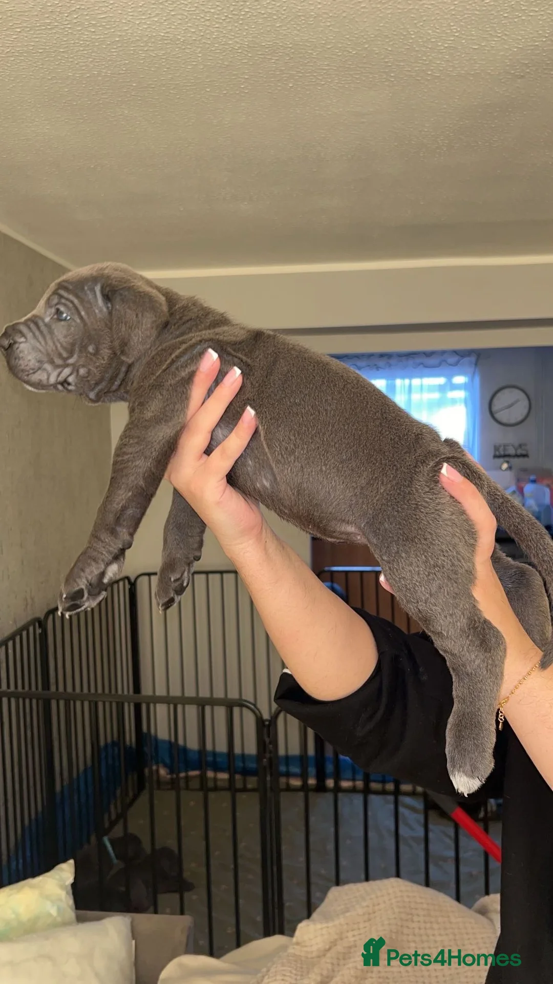 Cane Corso dogs for sale: Pure Blue Cane Corso puppies for sale - Advert 15