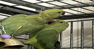 Ringnecks birds - Advert 16