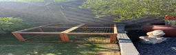 Rex rabbits for sale: 2 females Rabbits. With cage and accessories  - Advert 8