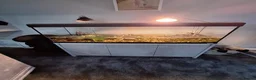 Terrapin reptiles for sale: 2 terrapins for sale along with tank  in Wolverhampton - Advert 6