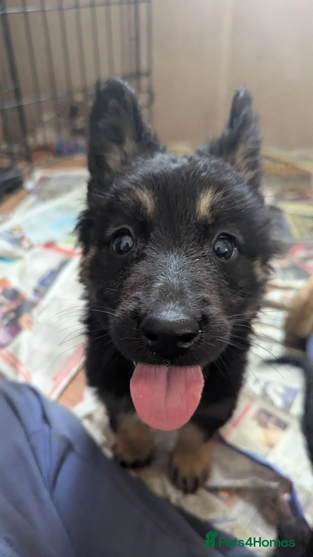Mixed Breed dogs for sale: German shepherd x Belgium shepherd puppies  - Advert 1