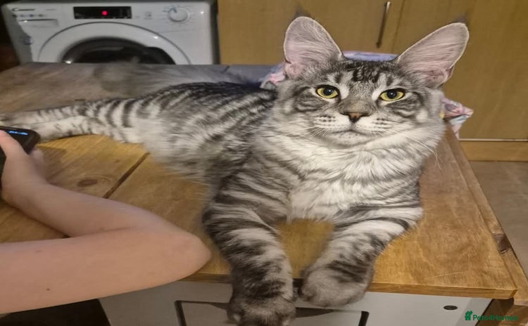 Maine Coon cats in London - Advert 1