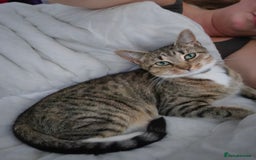 British Shorthair cats for sale: 🐱Four  Sisters Looking for Their Forever Homes!  - Image 27
