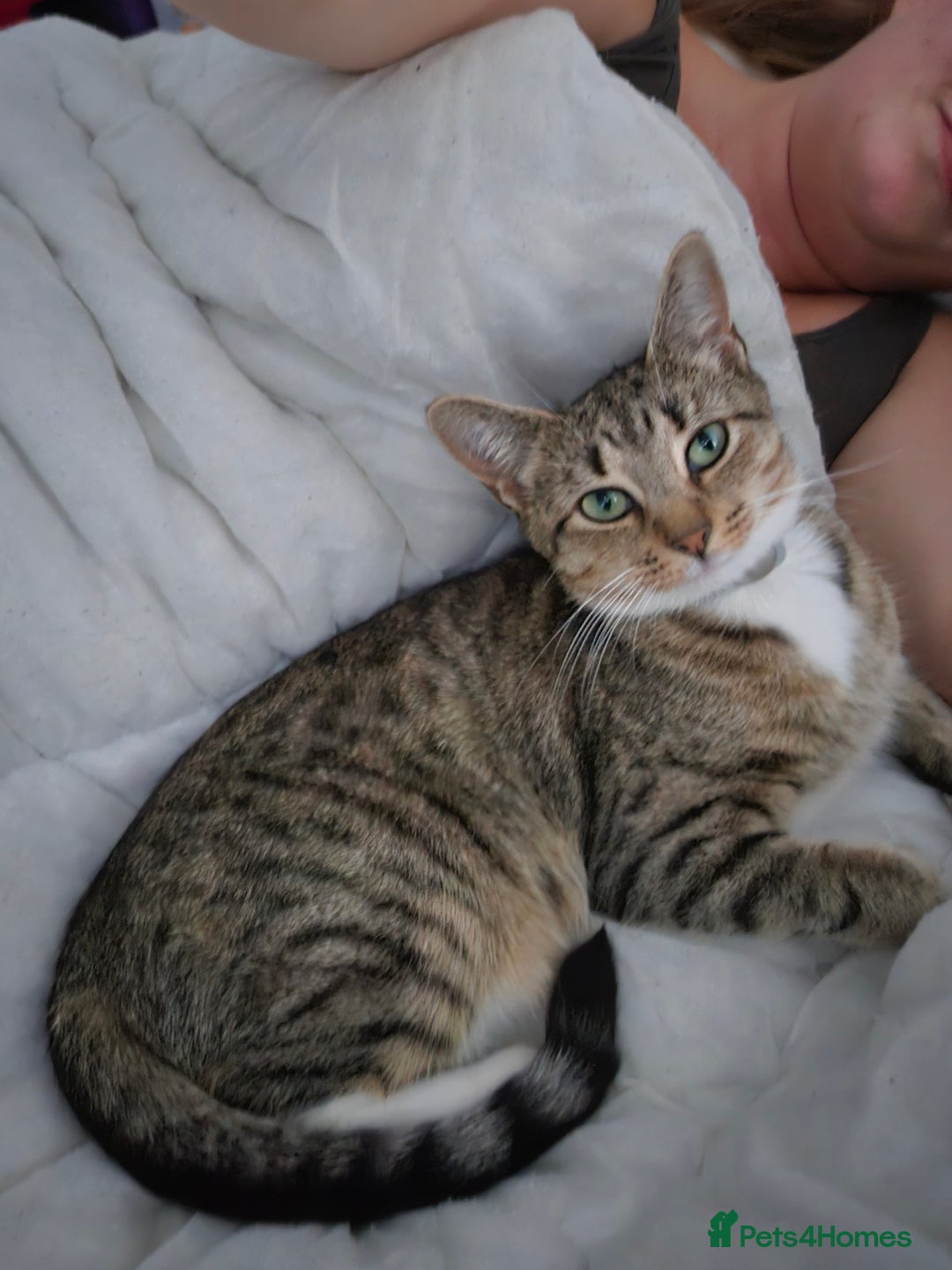 British Shorthair cats for sale: 🐱Four  Sisters Looking for Their Forever Homes!  - Image 27