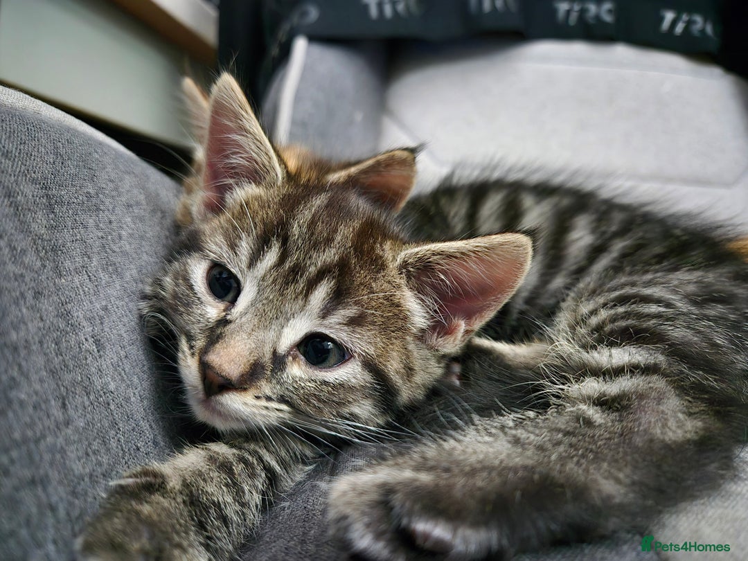Domestic Shorthair cats for sale: Kittens for sale - Image 6