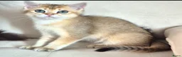 British Longhair cats for sale: British Longhair/Shorthair black golden shaded  - Advert 7