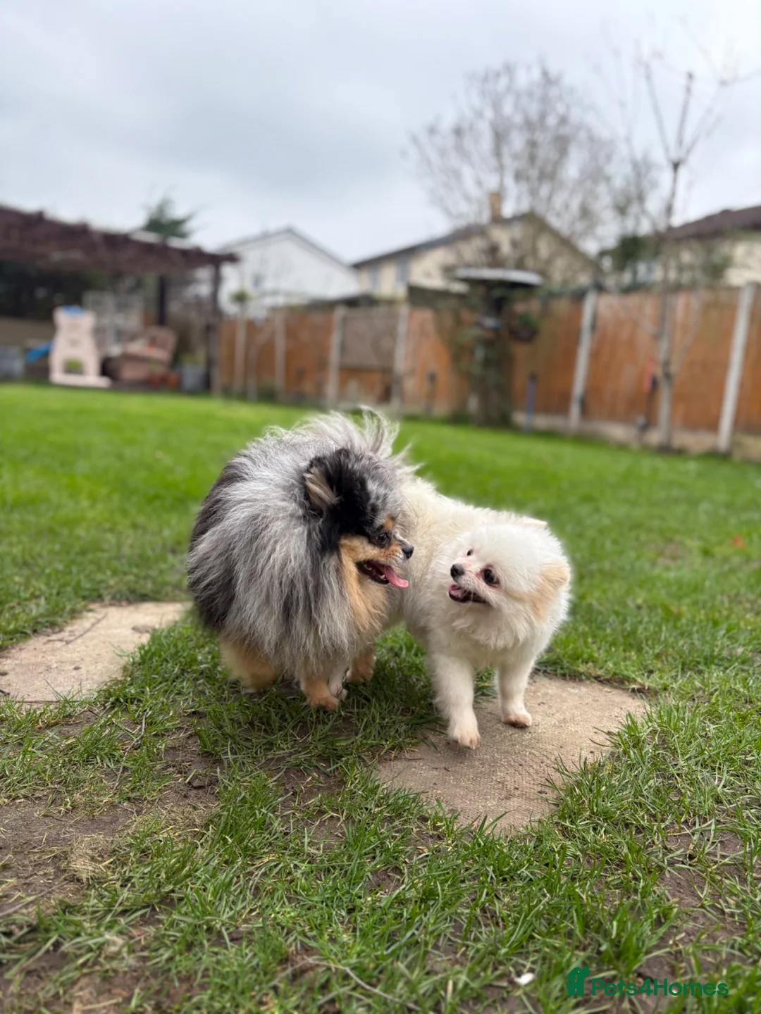 Pomeranian dogs for sale: TINY🏆 Merle & cream Pomeranian 🐾puppy’s   - Advert 18