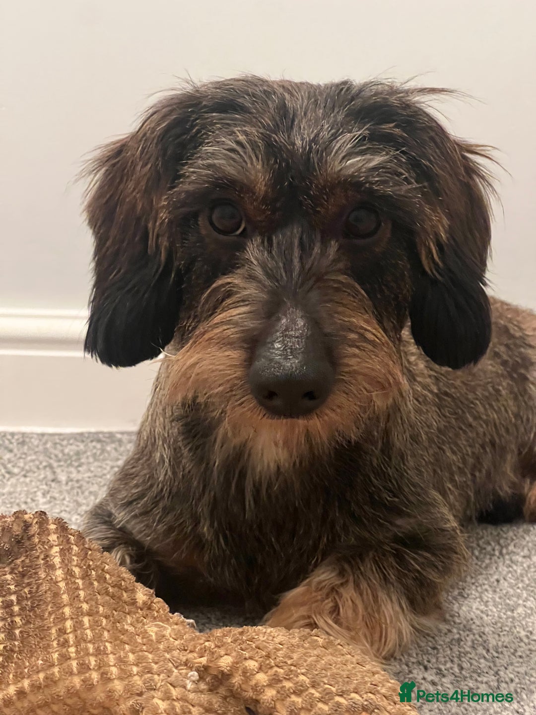 Dachshund dogs for stud: WIREHAIRED TECKEL DACHSHUND available for stud - Advert 10