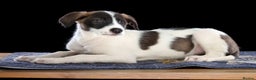 Lurcher dogs for sale: Lurcher Puppies for Sale - Advert 3