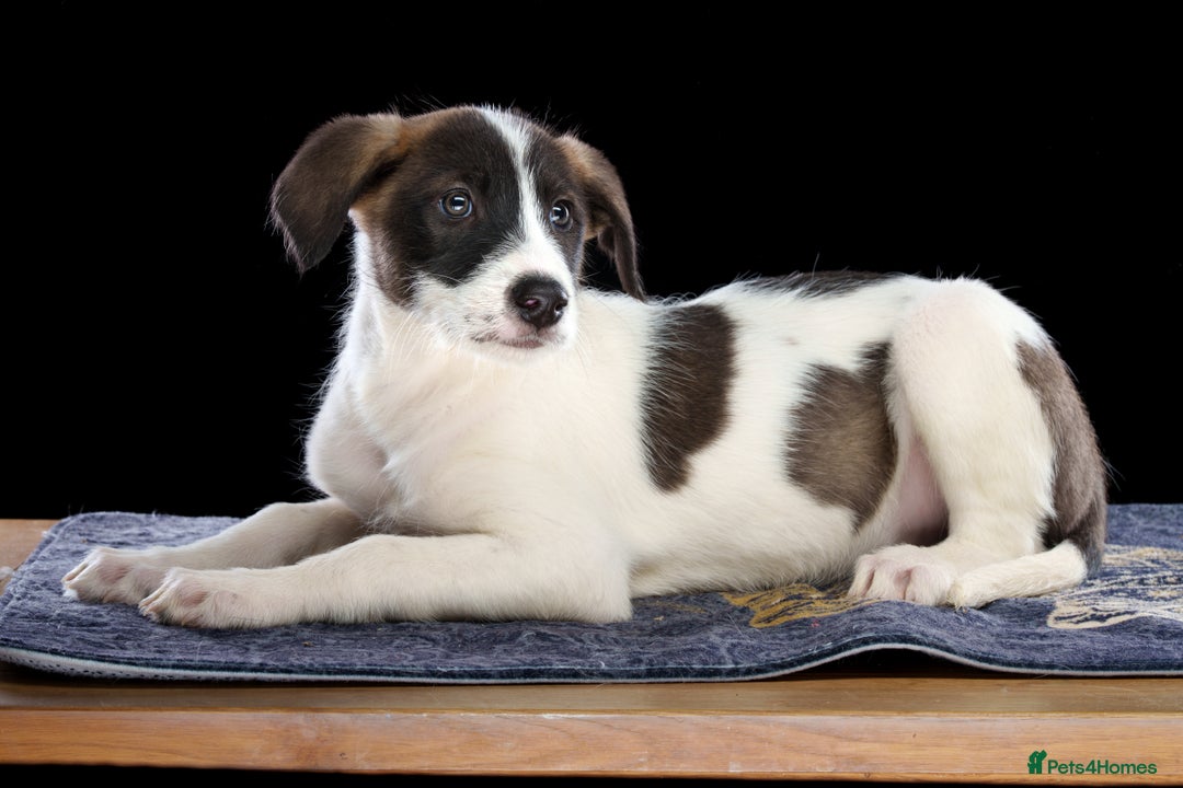 Lurcher dogs for sale: Lurcher Puppies for Sale - Advert 3