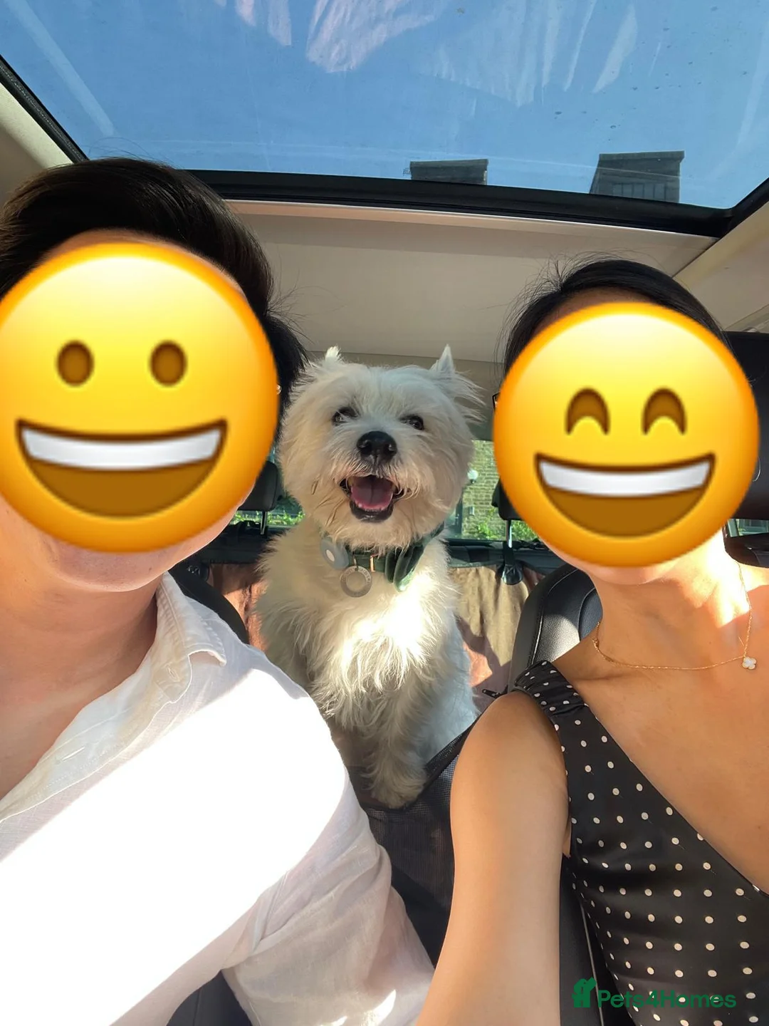 West Highland Terrier dogs for stud: Milo-Handsome west highland white terrier for stud in London - Advert 11